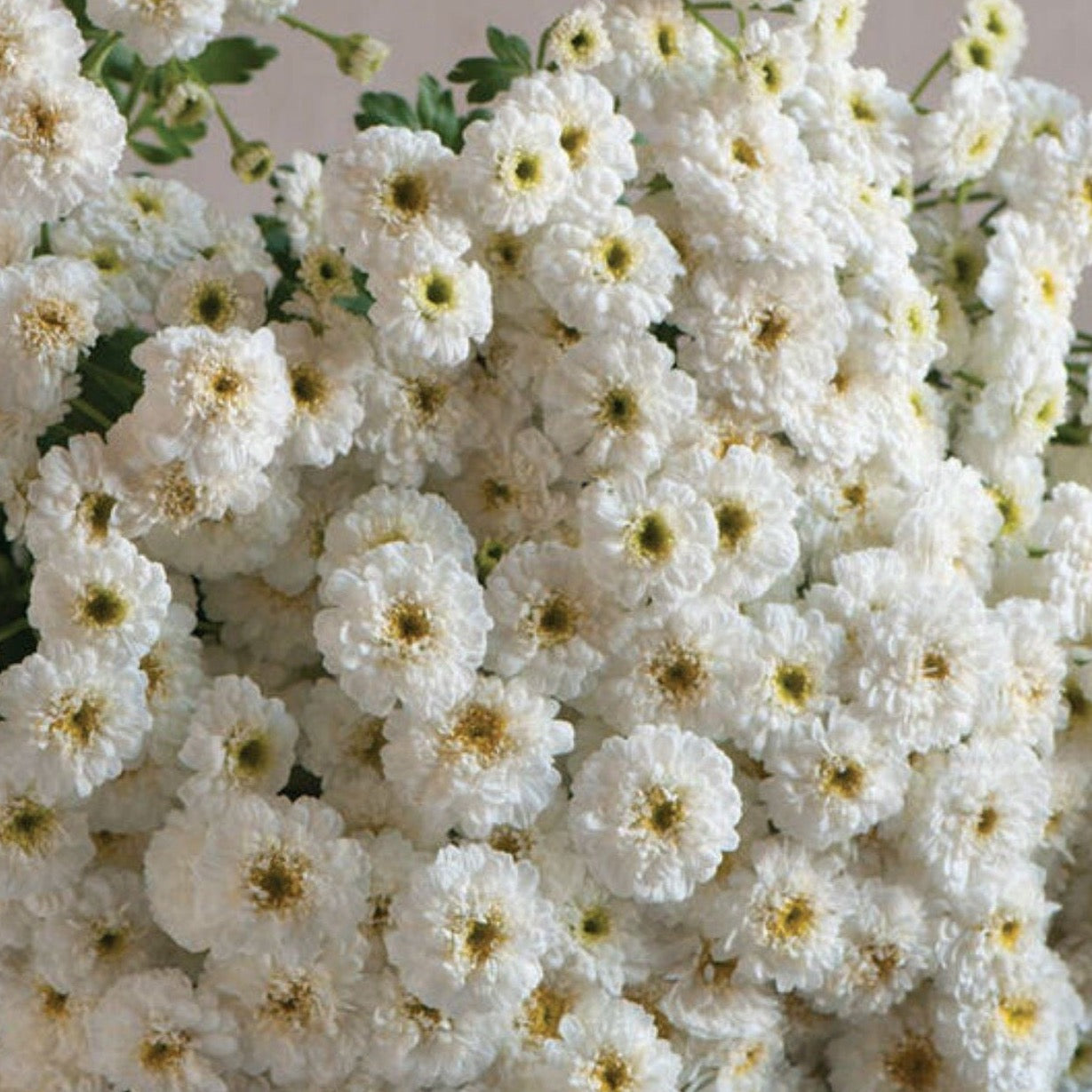 Feverfew Tetra White | 25 Seeds