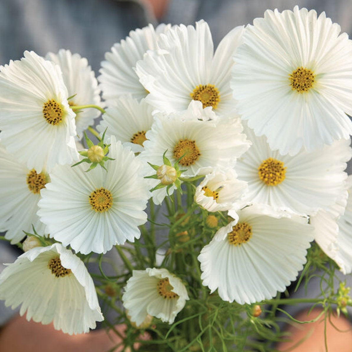 Cosmos Cupcake White | 25 Seeds