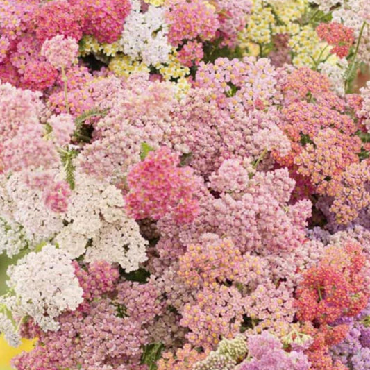 Yarrow Colorado Mix | 50 Seeds