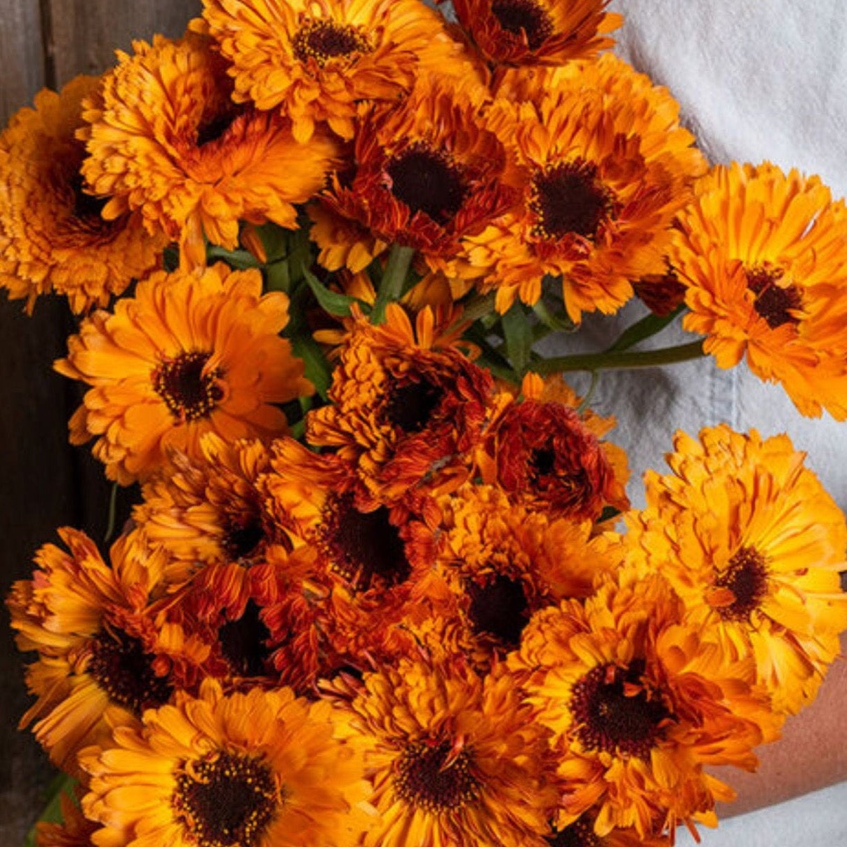 Calendula Orange Button | 25 Seeds