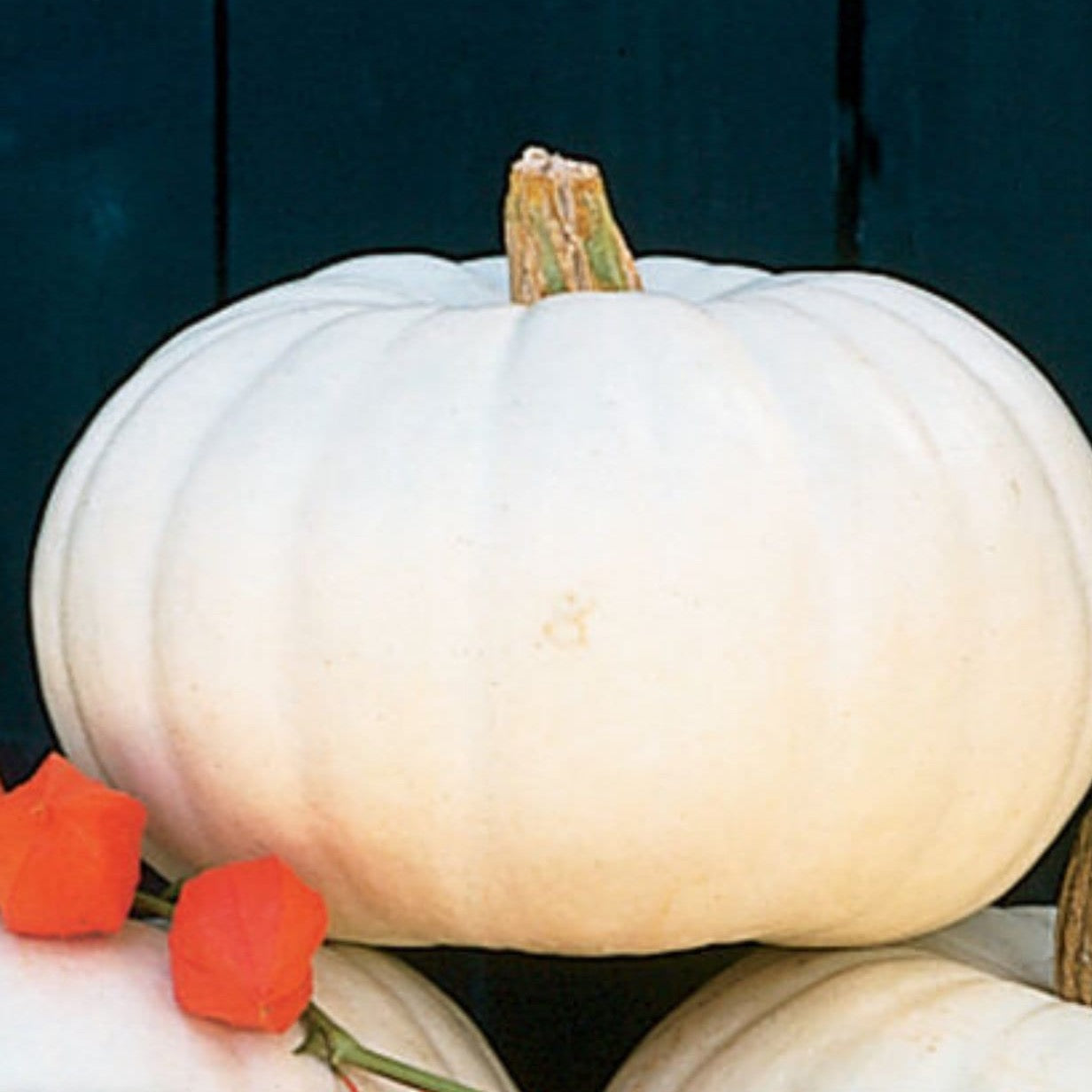 Pumpkin Valenciano | 15 Seeds