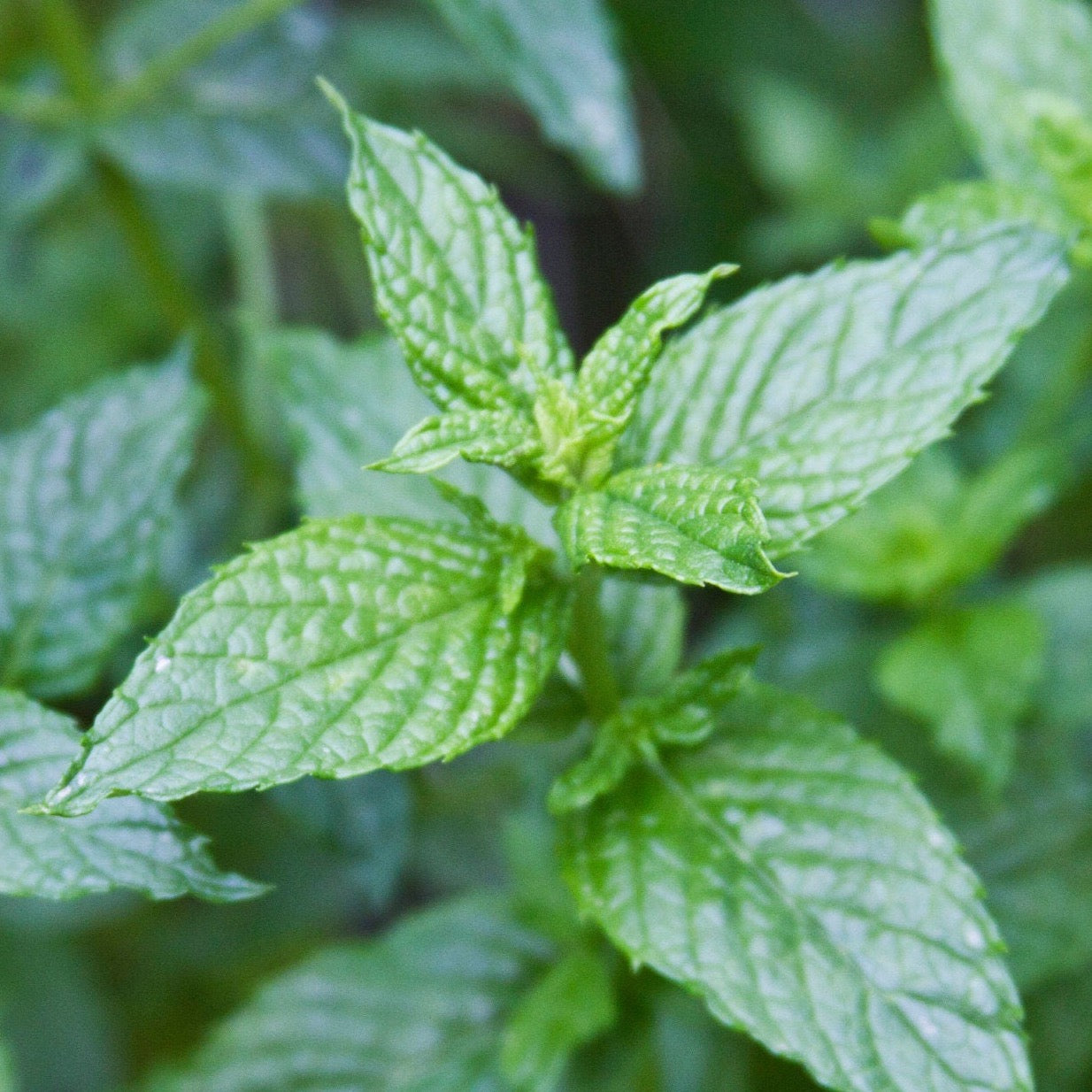 Spearmint | 200 Seeds