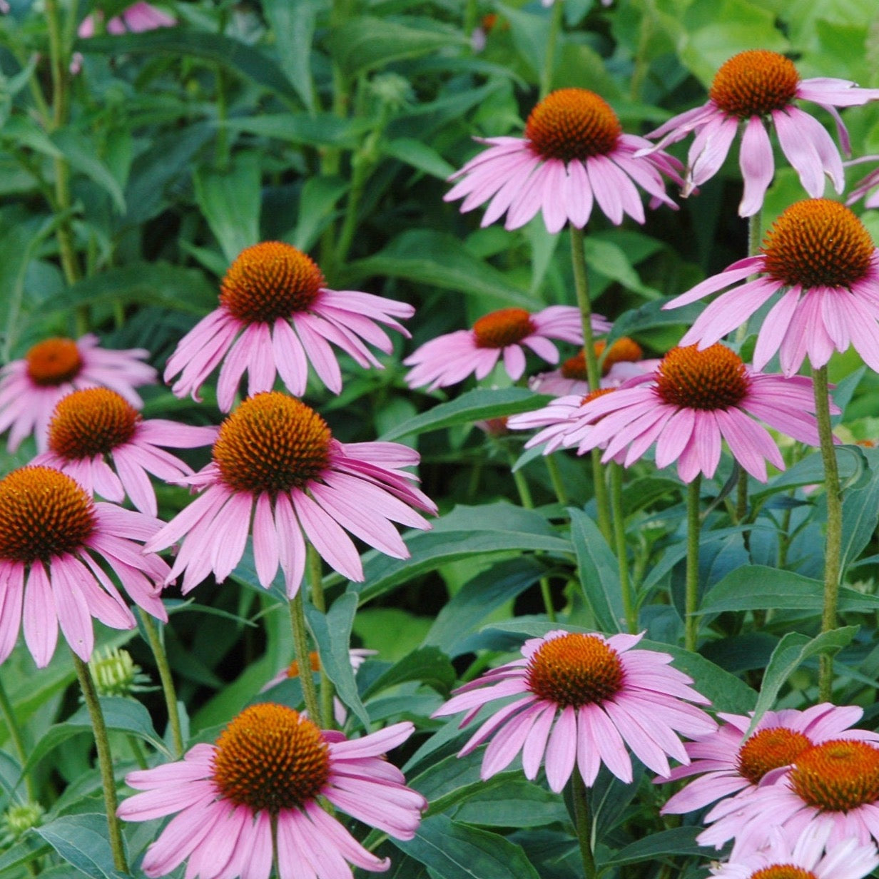 Echinacea Purple | 100 Seeds