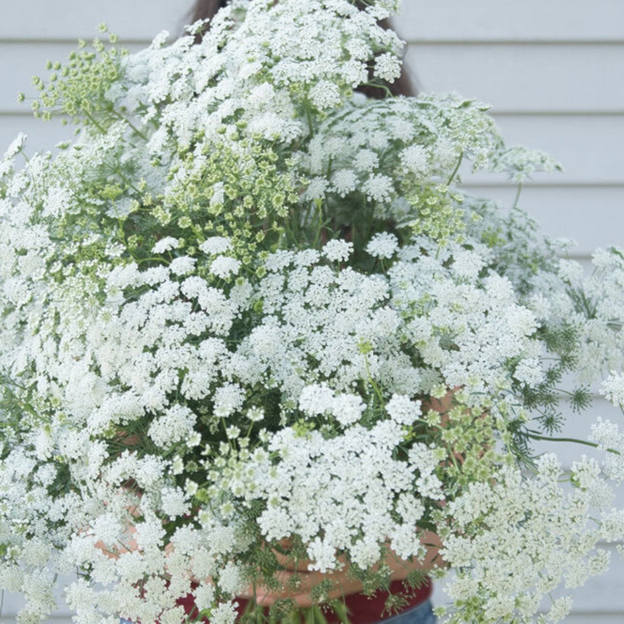 Ammi White Dill | 50 Seeds