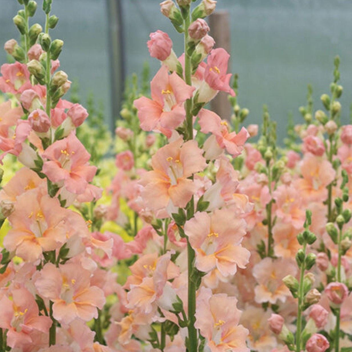 Snapdragon Chantilly Light Salmon | 25 Seeds