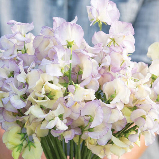 Sweet Pea High Scent | 20 Seeds