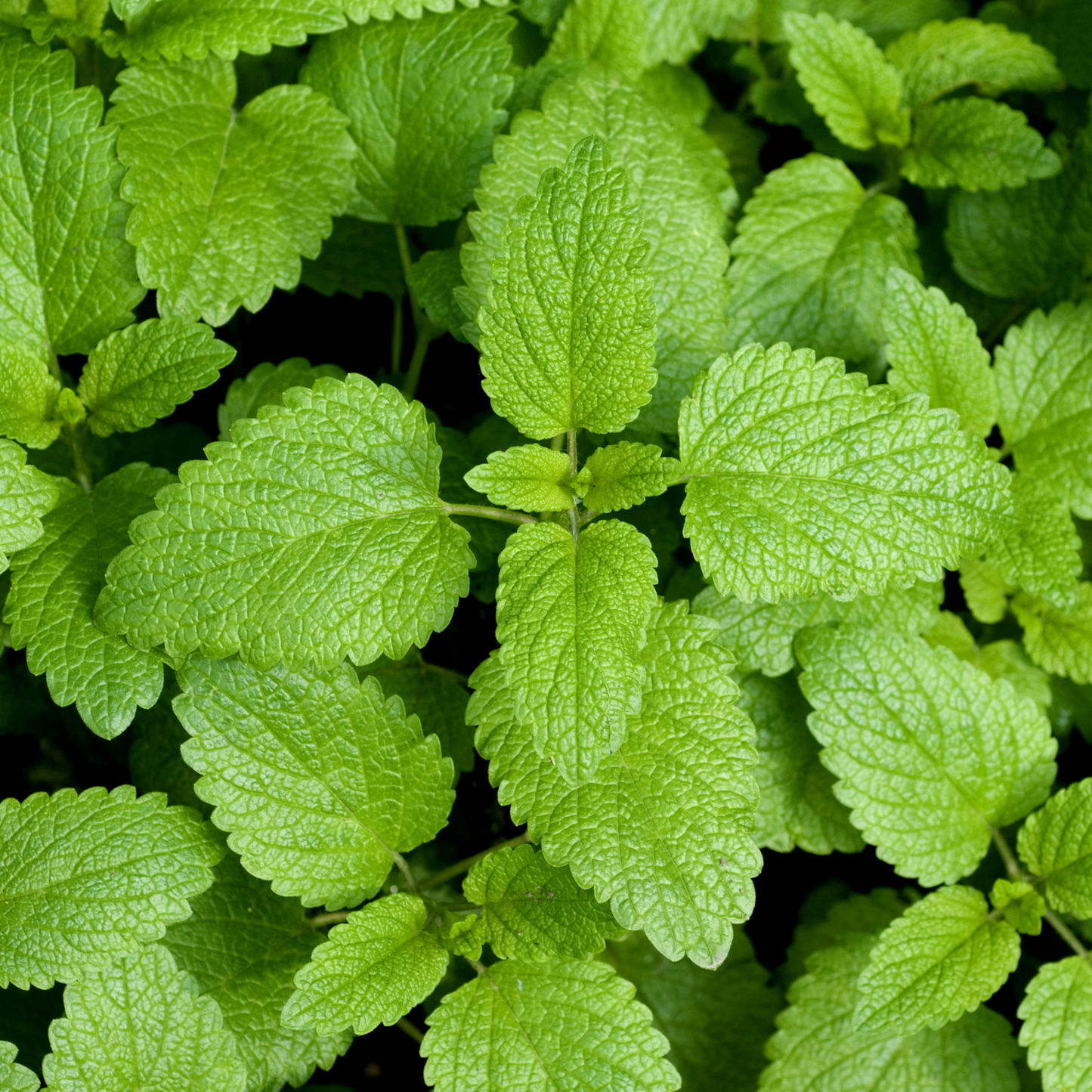 Lemon Balm | 100 Seeds